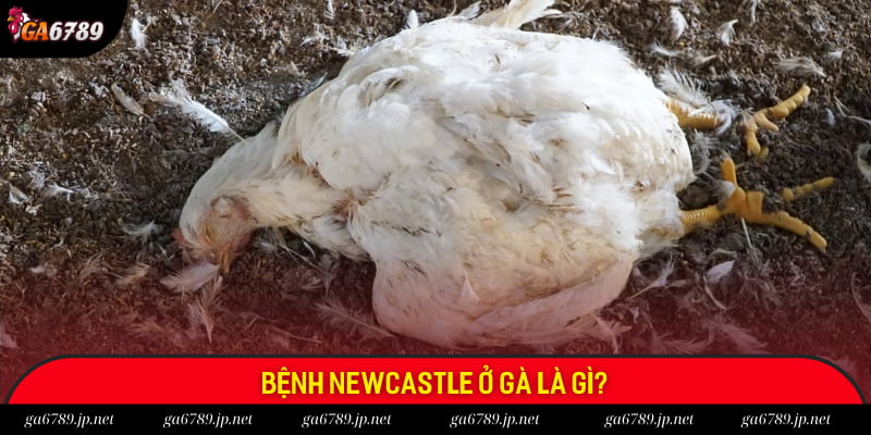 Giới thiệu về bệnh Newcastle ở gà