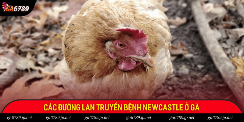Dịch Newcastle lan truyền do đâu?