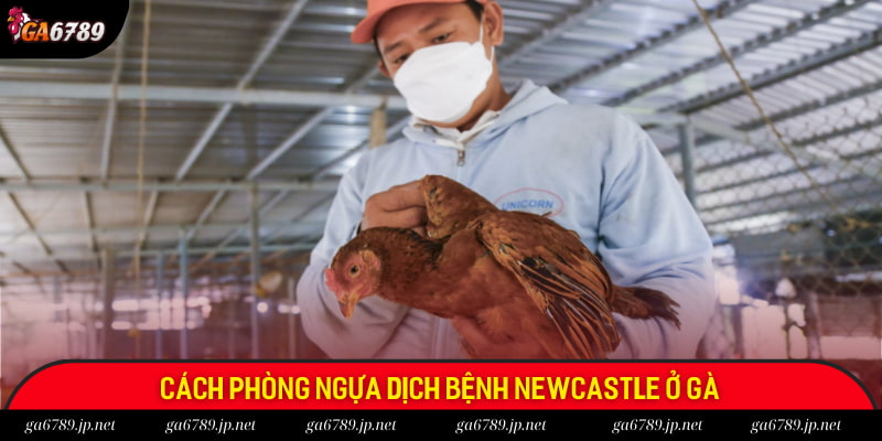Cách phòng ngừa dịch gà rù