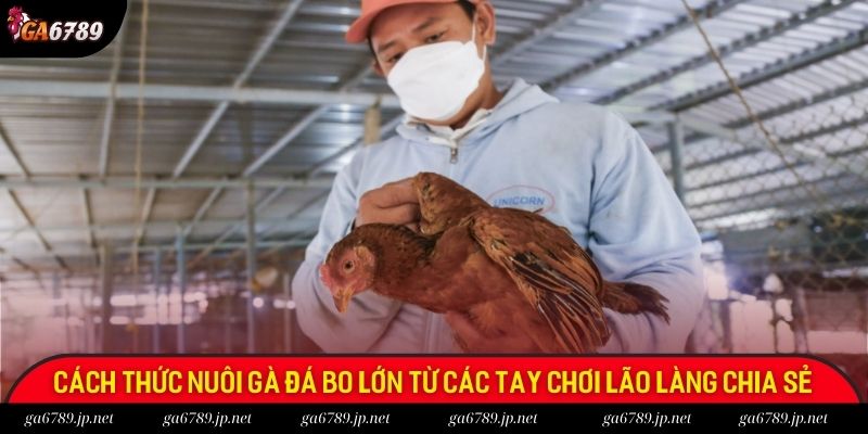 Cách thức nuôi gà đá bo lớn từ các tay chơi lão làng chia sẻ