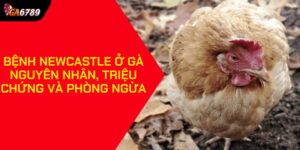 Bệnh Newcastle Ở Gà