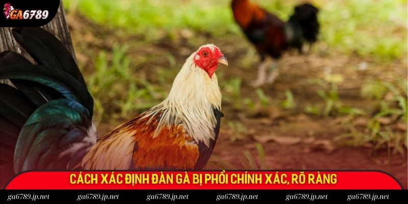 Cách xác định đàn gà bị phổi chính xác, rõ ràng Cách xác định đàn gà bị phổi chính xác, rõ ràng