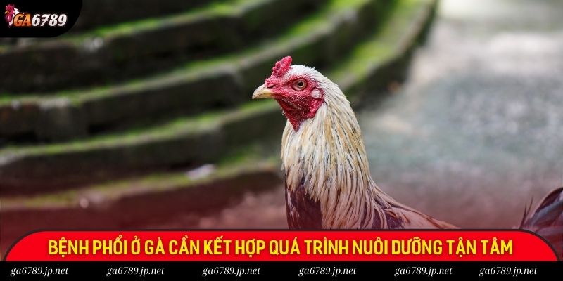 Bệnh phổi ở gà cần kết hợp quá trình nuôi dưỡng tận tâm Bệnh phổi ở gà cần kết hợp quá trình nuôi dưỡng tận tâm
