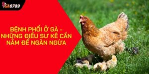 Bệnh phổi ở gà