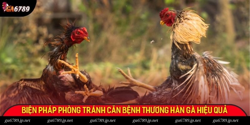 Biện pháp phòng tránh căn bệnh thương hàn gà hiệu quả
