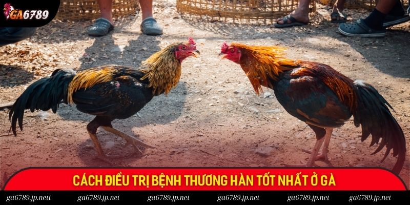 Cách điều trị bệnh thương hàn tốt nhất ở gà