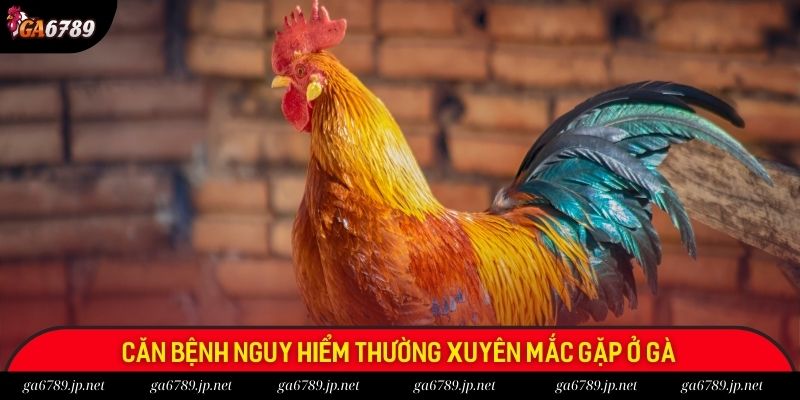 Căn bệnh nguy hiểm thường xuyên mắc gặp ở gà
