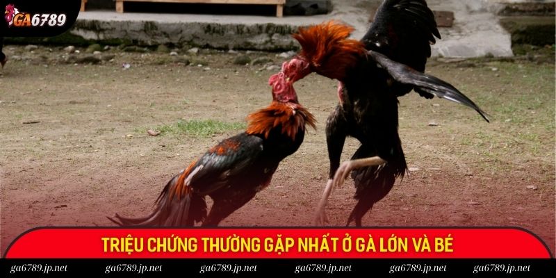 Triệu chứng thường gặp nhất ở gà lớn và bé