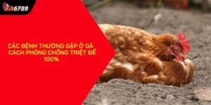 Các bệnh thường gặp ở gà