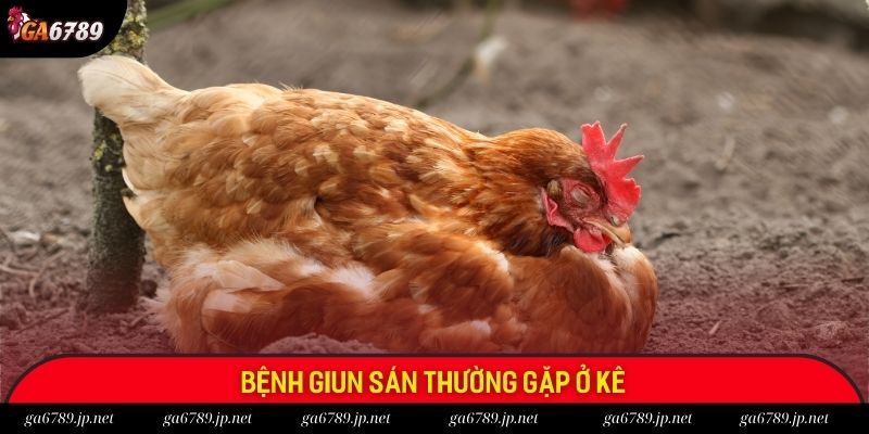 Dịch bệnh Leukosis ở gà tại Việt Nam