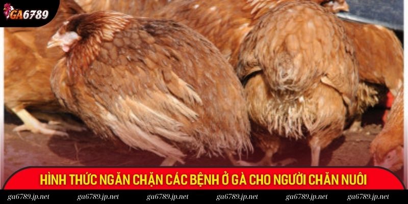 Hình thức ngăn chặn các bệnh ở gà cho người chăn nuôi