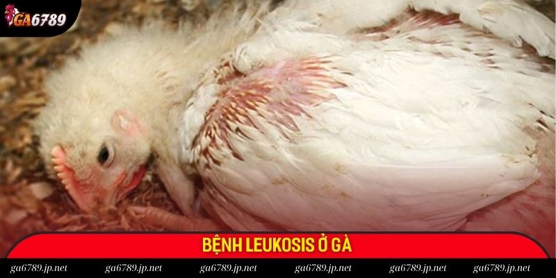 Dịch bệnh Leukosis ở gà tại Việt Nam