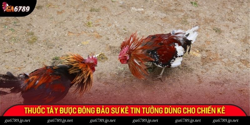 Thuốc tây được đông đảo sư kê tin tưởng dùng cho chiến kê tiêu chảy