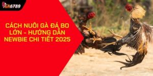 Cách nuôi gà đá bo lớn