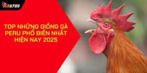 giống gà Peru