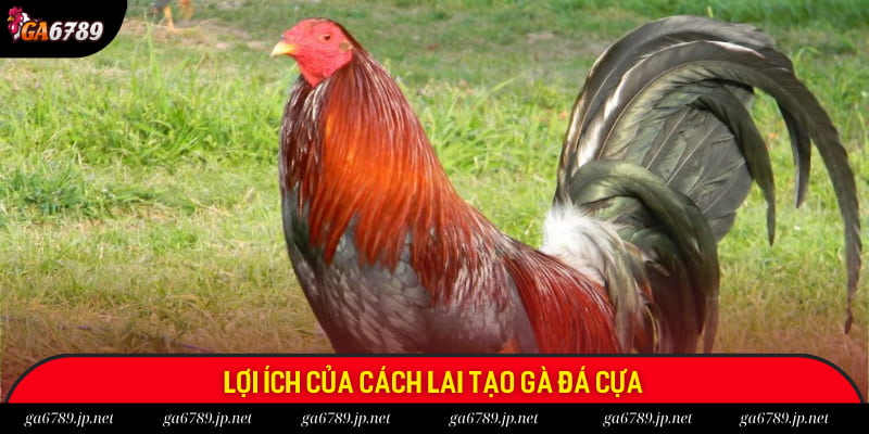 Tại sao nên biết cách lai tạo gà đá cựa? Tại sao nên biết cách lai tạo gà đá cựa?