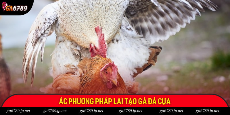 Các phương pháp lai tạo chiến kê đá cựa Các phương pháp lai tạo chiến kê đá cựa