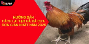 Cách lai tạo gà đá cựa