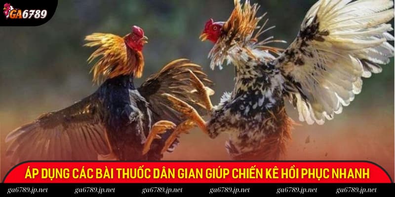 Áp dụng các bài thuốc dân gian để giúp chiến kê phục hồi nhanh hơn sau khi thi đấu Áp dụng các bài thuốc dân gian để giúp chiến kê phục hồi nhanh hơn sau khi thi đấu