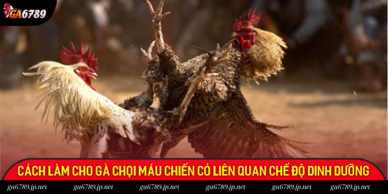 Cách làm cho gà chọi máu chiến đầu tiên liên quan đến chế độ dinh dưỡng Cách làm cho gà chọi máu chiến đầu tiên liên quan đến chế độ dinh dưỡng