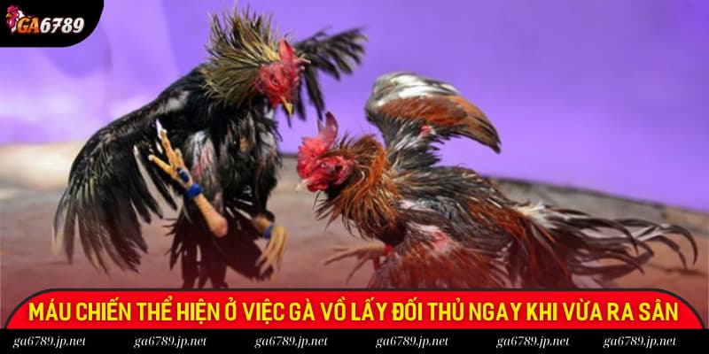 Máu chiến chính là khả năng vồ lấy đối thủ ngay khi vừa ra sân của chiến kê Máu chiến chính là khả năng vồ lấy đối thủ ngay khi vừa ra sân của chiến kê