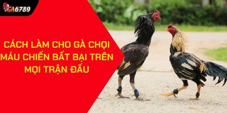 Cách Làm Cho Gà Chọi Máu Chiến Bất Bại Trên Mọi Trận Đấu