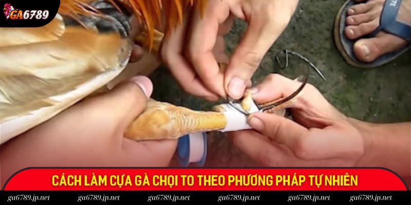 Các cách làm cựa gà chọi to theo phương pháp tự nhiên mà anh em có thể tham khảo