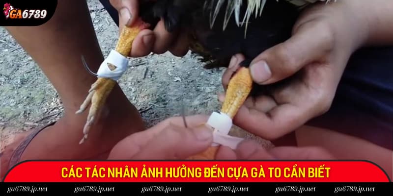 Các tác nhân ảnh hưởng đến cựa gà to mà chủ nuôi nên biết