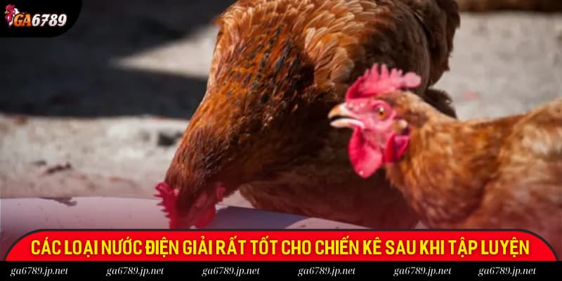 Các loại nước uống điện giải rất tốt cho chiến kê sau khi tập luyện Các loại nước uống điện giải rất tốt cho chiến kê sau khi tập luyện