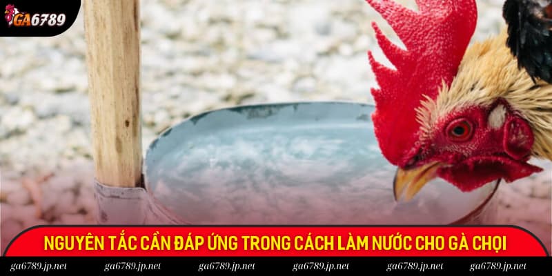 Nguyên tắc cần đáp ứng trong cách làm nước cho gà chọi Nguyên tắc cần đáp ứng trong cách làm nước cho gà chọi