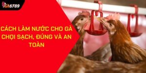 Cách làm nước cho gà chọi