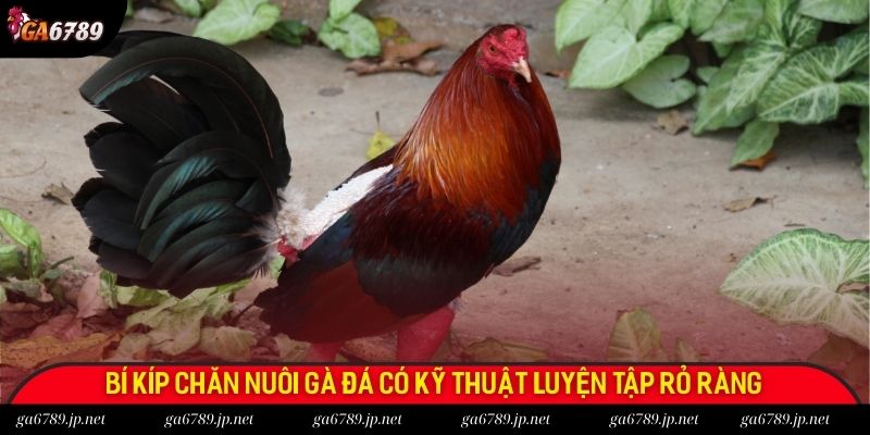 Bí kíp chăn nuôi gà đá có kỹ thuật luyện tập rỏ ràng