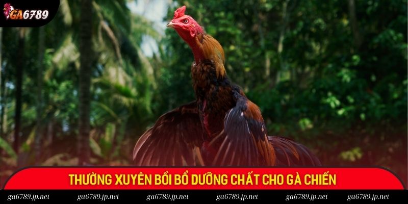 Thường xuyên bồi bổ dưỡng chất cho gà chiến 