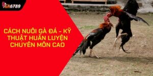 Cách nuôi gà đá