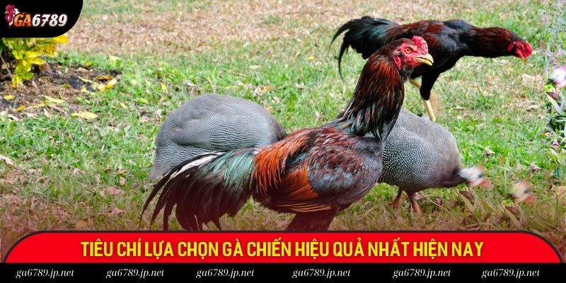 Tiêu chí lựa chọn gà chiến hiệu quả nhất hiện nay