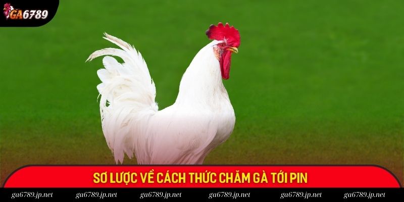 Sơ lược về cách thức chăm gà tới pin 