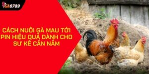 cách nuôi gà mau tới pin