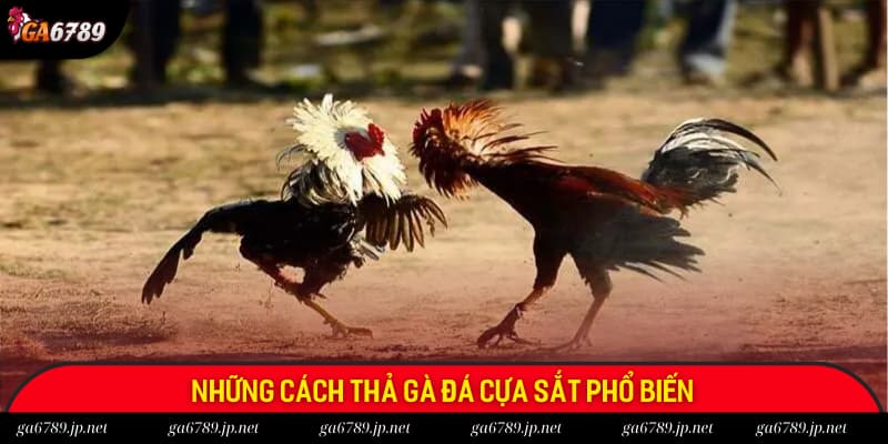 Các cách thả gà đá cựa sắt phổ biến thường được áp dụng