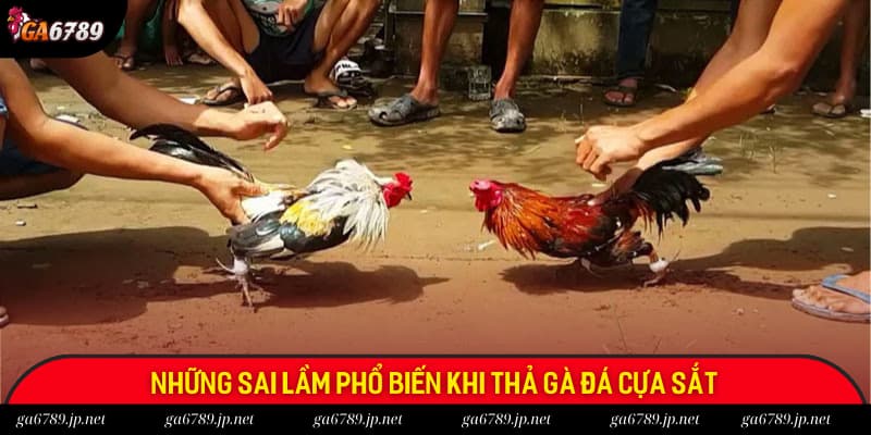 Những sai lầm phổ khi thả gà đá cựa sắt mà anh em có thể gặp phải