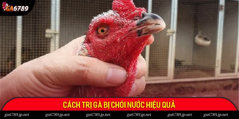 Cách trị gà bị chói nước hiệu quả theo nhiều phương pháp