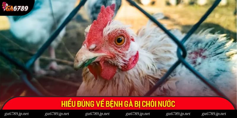Làm rõ khái niệm chói nước ở gà