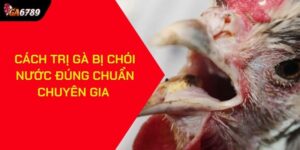 Cách trị gà bị chói nước