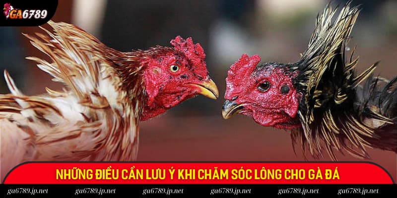 Điểm lưu ý quan trọng khi chăm sóc lông cho gà Điểm lưu ý quan trọng khi chăm sóc lông cho gà