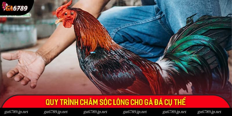 Quy trình chăm sóc lông gà đá cụ thể mà anh em có thể tham khảo Quy trình chăm sóc lông gà đá cụ thể mà anh em có thể tham khảo