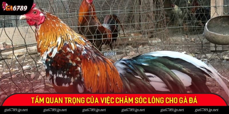 Vai trò của quá trình chăm sóc lông gà đá vô cùng quan trọng Vai trò của quá trình chăm sóc lông gà đá vô cùng quan trọng