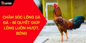 Chăm sóc lông gà đá