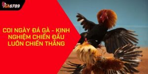Coi ngày đá gà