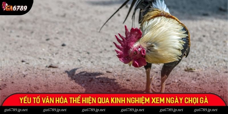 Yếu tố văn hóa thể hiện nổi trội qua kinh nghiệm xem ngày chọi gà Yếu tố văn hóa thể hiện nổi trội qua kinh nghiệm xem ngày chọi gà