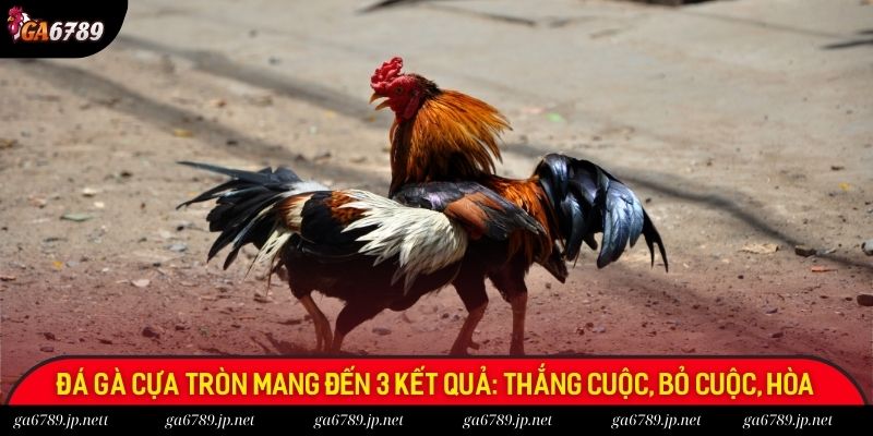 Đá gà cựa tròn mang đến 3 kết quả: thắng cuộc, bỏ cuộc, hòa