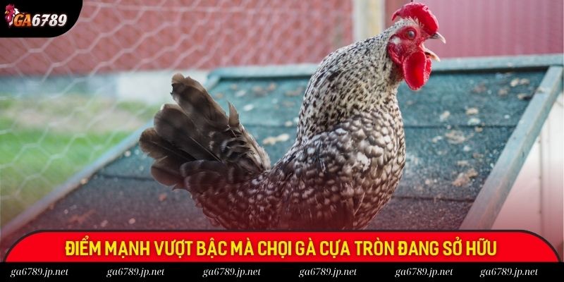 Điểm mạnh vượt bậc mà chọi gà cựa tròn đang sở hữu
